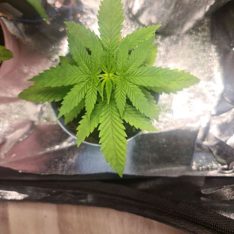 Royal Medic growlog timeline photo
