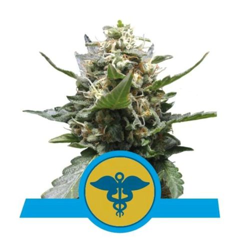 Royal Medic growlog timeline photo