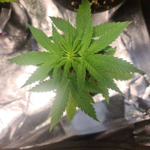Royal Medic growlog timeline photo