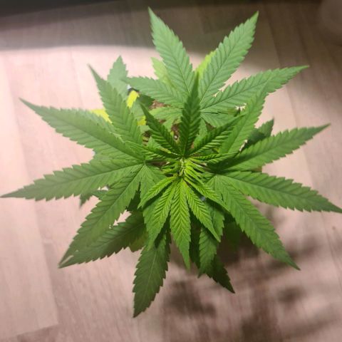 Royal Medic growlog timeline photo