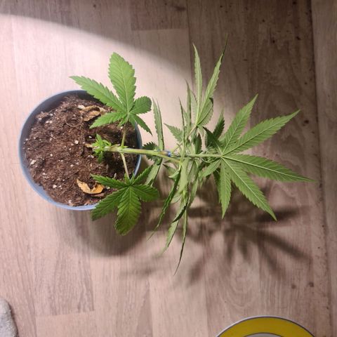 Royal Medic growlog timeline photo