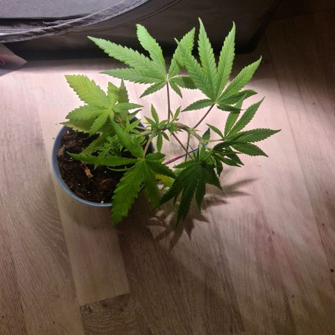 Royal Medic growlog timeline photo