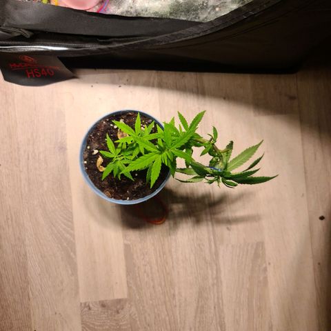 Royal Medic growlog timeline photo