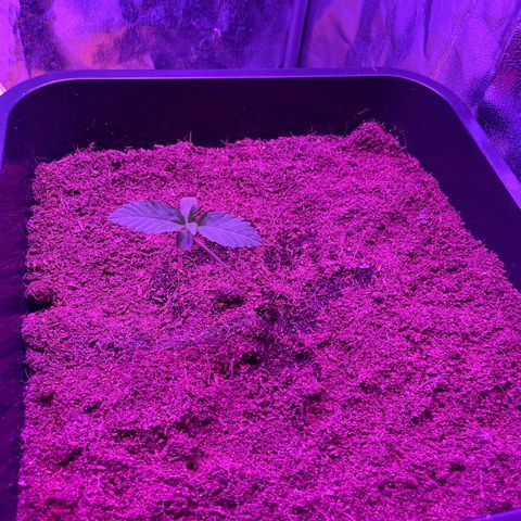 Horst growlog timeline photo