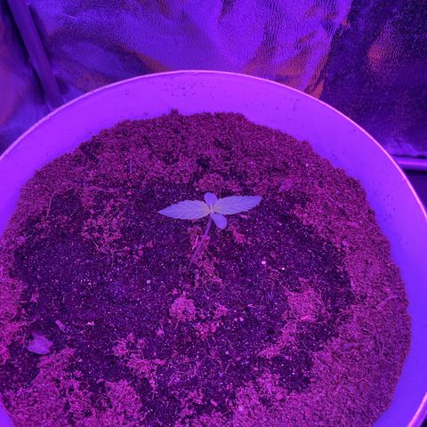 Erika growlog timeline photo