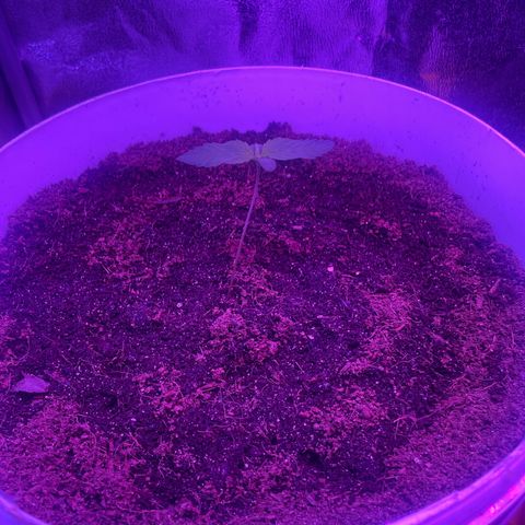 Erika growlog timeline photo