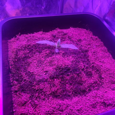 Horst growlog timeline photo