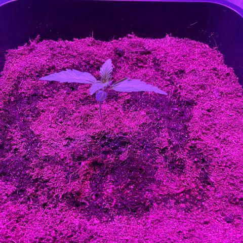 Horst growlog timeline photo