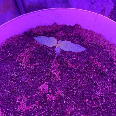 Erika growlog timeline photo