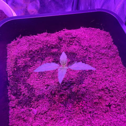 Horst growlog timeline photo