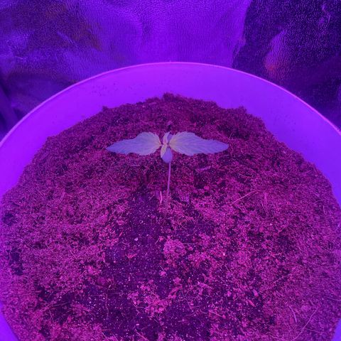 Erika growlog timeline photo