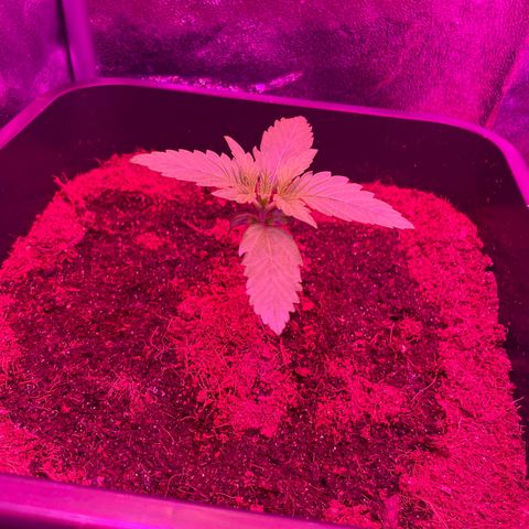 Horst growlog timeline photo