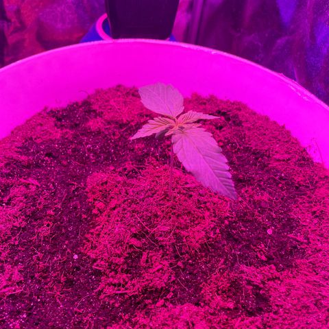 Erika growlog timeline photo