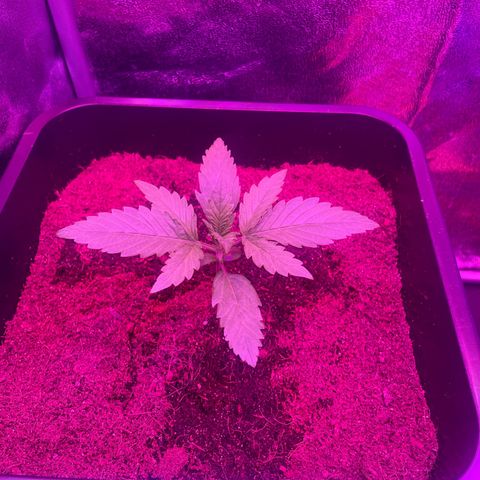Horst growlog timeline photo