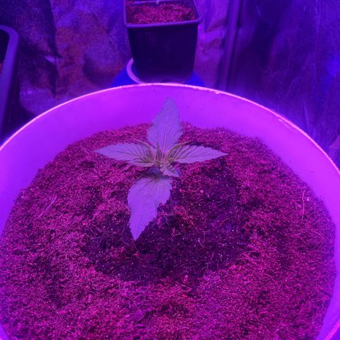 Erika growlog timeline photo