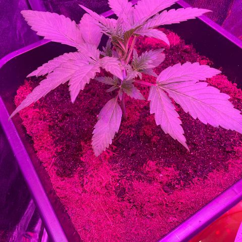 Horst growlog timeline photo