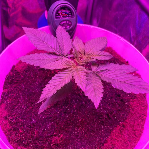 Erika growlog timeline photo