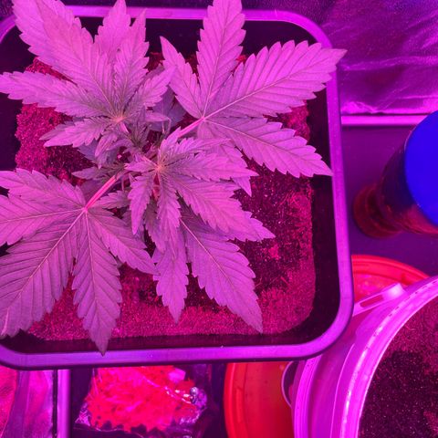 Horst growlog timeline photo