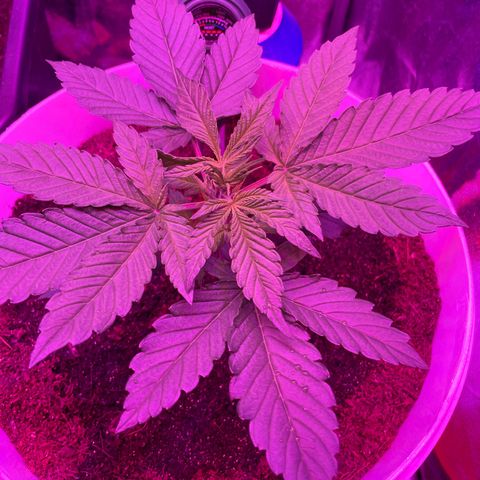 Erika growlog timeline photo