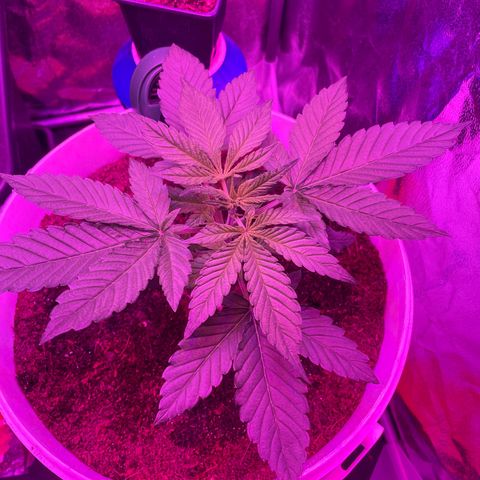Erika growlog timeline photo