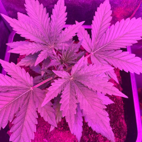 Horst growlog timeline photo