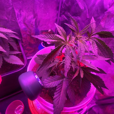 Erika growlog timeline photo