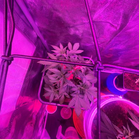 Horst growlog timeline photo