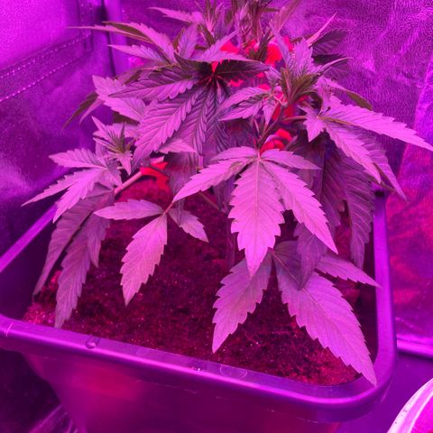 Horst growlog timeline photo