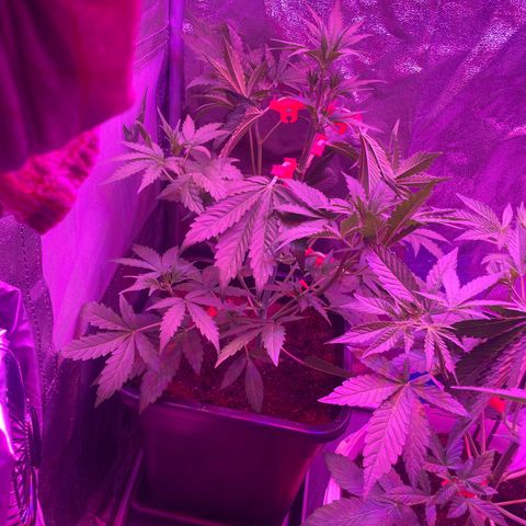 Horst growlog timeline photo