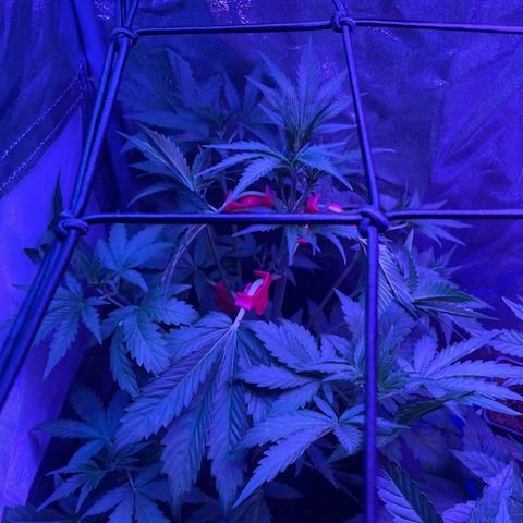 Horst growlog timeline photo