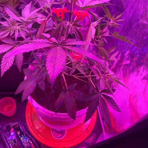 Erika growlog timeline photo