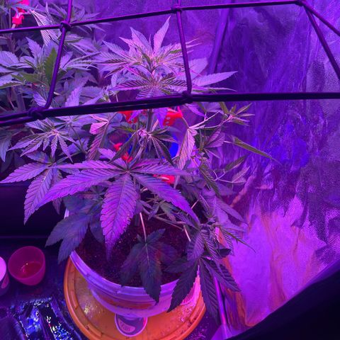 Erika growlog timeline photo