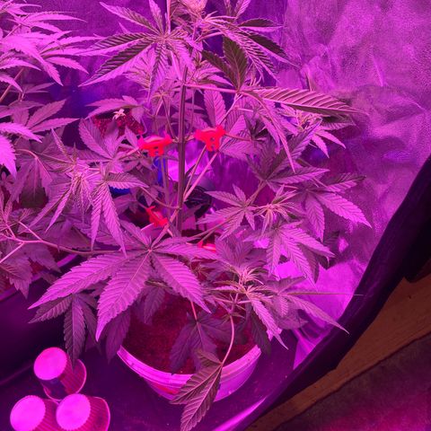 Erika growlog timeline photo