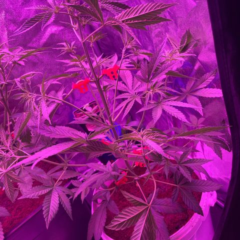 Erika growlog timeline photo