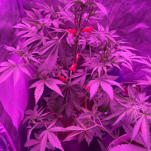 Horst growlog timeline photo