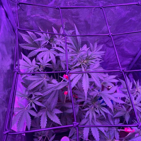 Horst growlog timeline photo