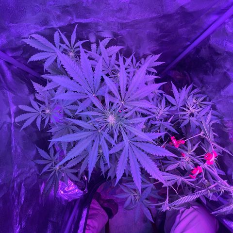 Horst growlog timeline photo