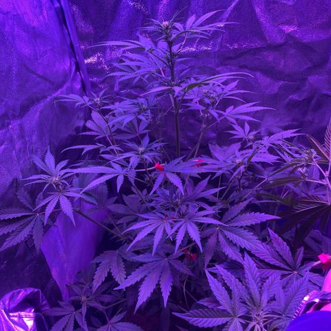 Horst growlog timeline photo