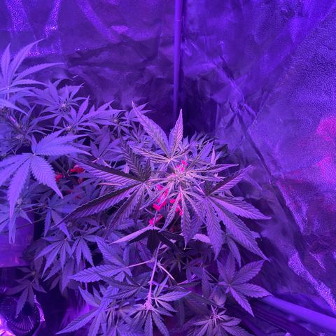 Erika growlog timeline photo