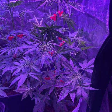 Erika growlog timeline photo
