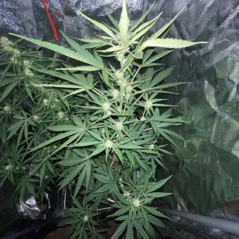 Erika growlog timeline photo