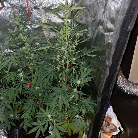 Erika growlog timeline photo