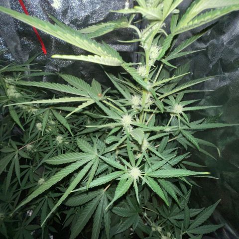 Erika growlog timeline photo