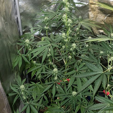 Horst growlog timeline photo