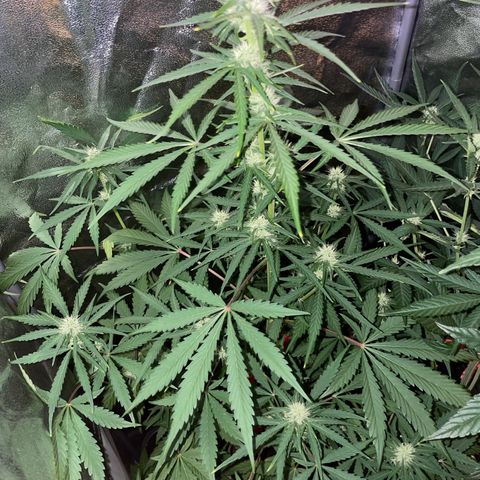 Horst growlog timeline photo