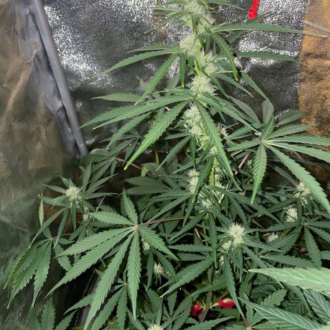 Horst growlog timeline photo