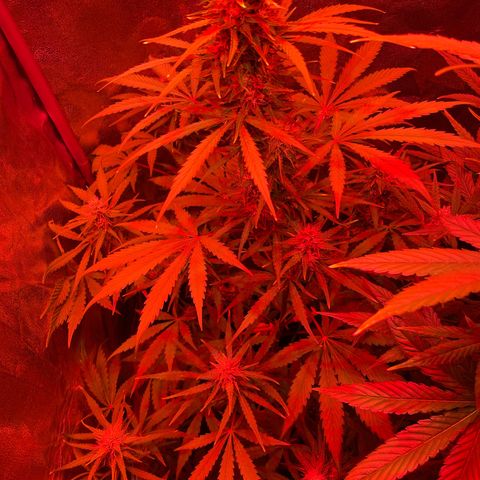 Horst growlog timeline photo