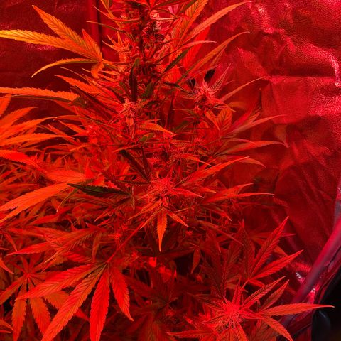 Erika growlog timeline photo