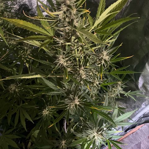Erika growlog timeline photo