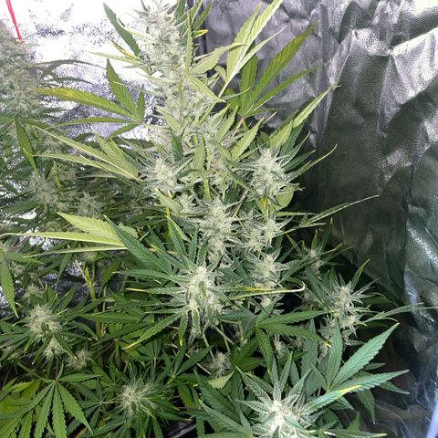 Erika growlog timeline photo